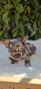 French Bulldog - Max