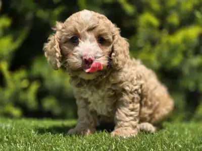 Cavapoo - Terence