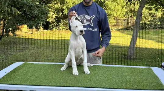 Dogo Argentino - Arwen Los Hijos De Horus