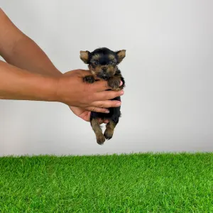 Yorkshire Terrier - Yamba