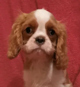 Cavalier King Charles spániel - Flórián