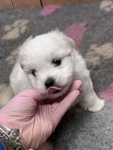Coton de Tulear - Benito