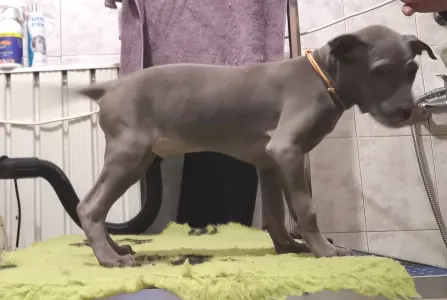 Thai Ridgeback - Bane Wild-romance Of Chiang Exotic Wolfs