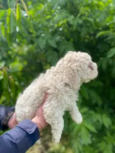 Wasserhund der Romagna - Adele