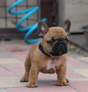 Französische Bulldogge - Usagi