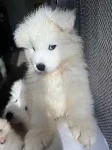 Szamojéd - Amber Zelma Snowcrystals Of Victoria