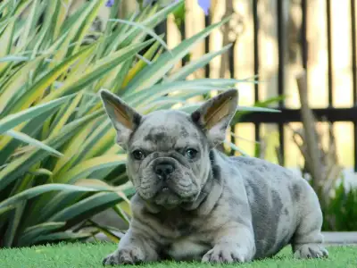 Französische Bulldogge - Mason
