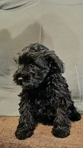 Miniature Schnauzer - Héra