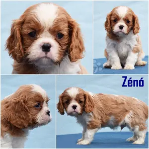 Cavalier King Charles Spaniel - Zénó