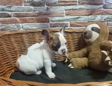 Французский бульдог - Issac