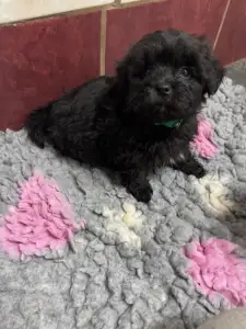 Bolończyk kolorowy - Anatolij