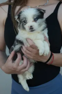 Border Collie - Kék Nyakörv/blue Merle Kan
