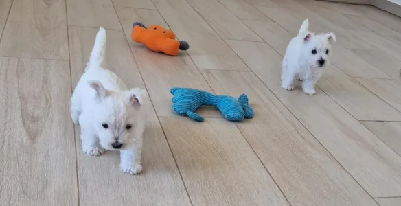 West Highland White Terrier - Alma