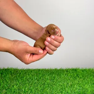 Cavalier King Charles Spaniel - Lisbeth