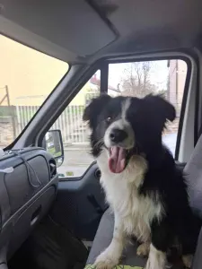 Border Collie - Ajax