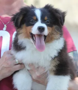 Miniatur amerikanischer Schäferhund - Dailos You Got Me Hypnotized 