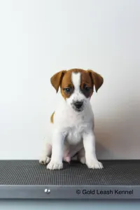 Jack Russell Terrier - Gold Leash Kennel