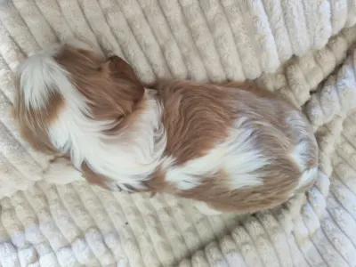 Cavalier King Charles Spaniel - Mandy