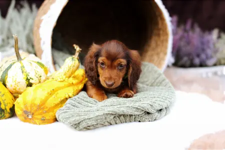 Jamnik - Sólyomvári Koda