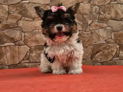 Biewer Terrier - Betty