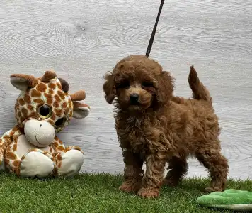 Barbone toy - Xénia 