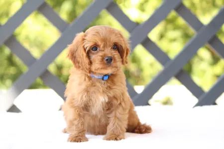 Cavapoo - Bruno