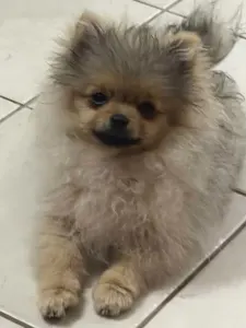 Pomeranian - Akim