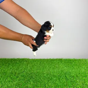 Cavalier King Charles Spaniel - Shiraz