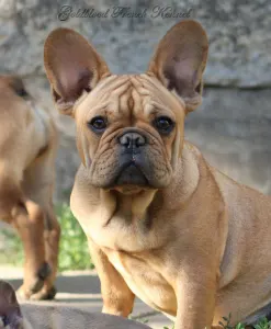 Francia bulldog - Wendy