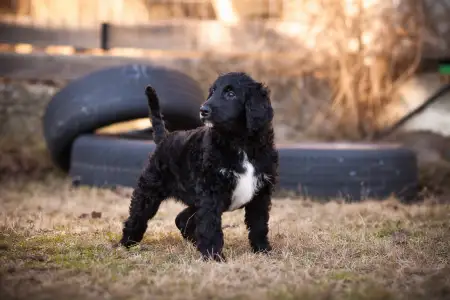 French Water Dog - Enzo