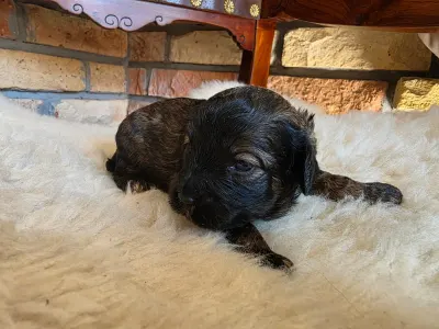 Cavapoo - Norton