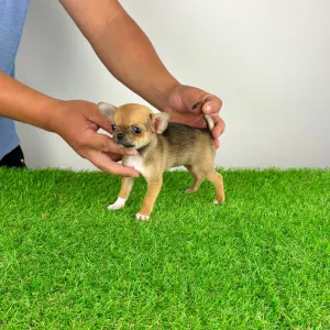 Chihuahua - Birdy