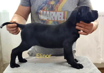 Cane Corso Italiano - Forza Di Diavolo Elinor