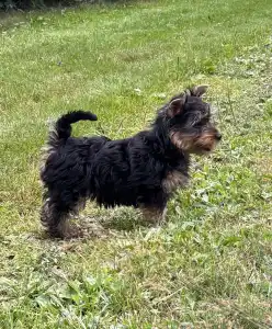 Terrier australien à poil soyeux - Dirké