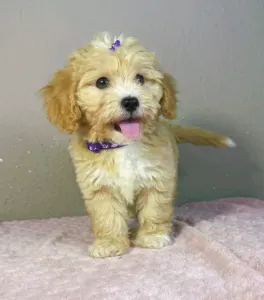 Maltipoo - Gabor