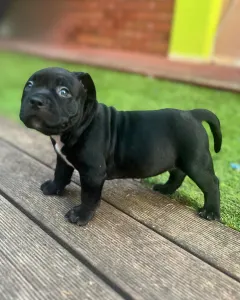l'American Bully - Standard - Buffy
