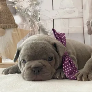 Francuski buldog - Anna 