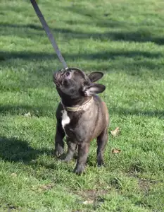 French Bulldog - Brillant Sang Royal Waren