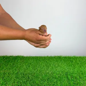 Poodle Toy - Zisco