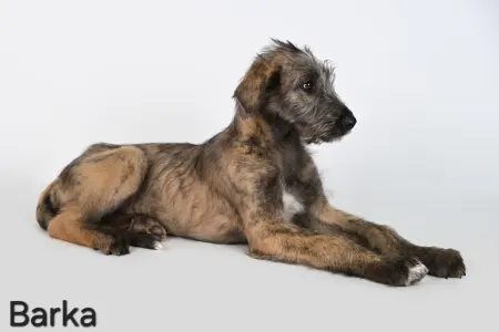 Irischer Wolfshund - Barka