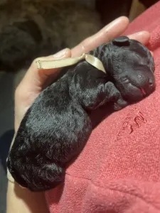 Puli - Tincses-kincsem Lagotto & Puli
