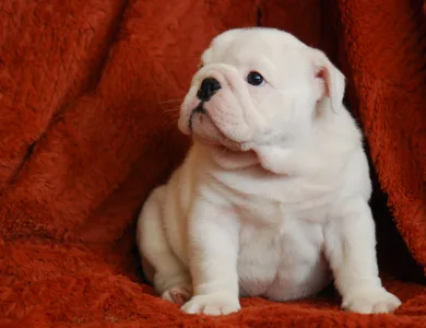Angol bulldog - Rengőhegyi-ormán Liam 