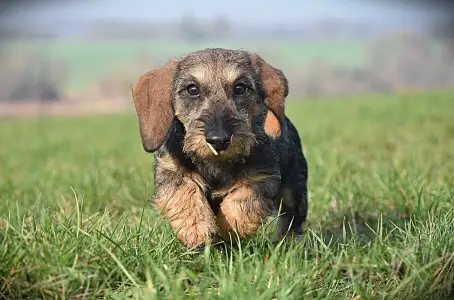 Tacskó - Pearls Of Seven Hills Becky