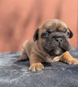 Francia bulldog - Hektor