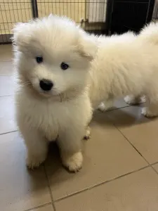 Szamojéd - Amber Zelma Snowcrystals Of Victoria