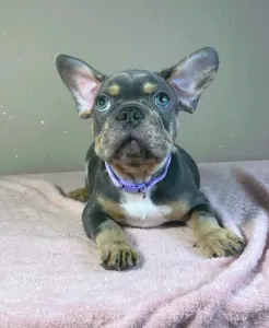 Buldog francuski - Greg