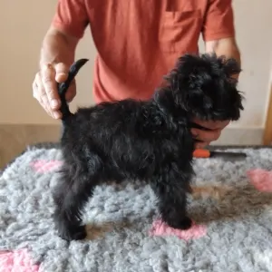Affenpinscher - Gru