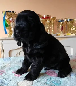 Cocker spaniel inglese - Magic