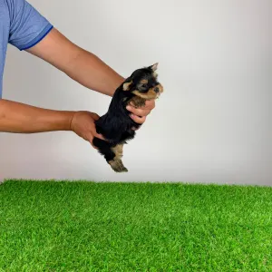 Yorkshire Terrier - Zonky