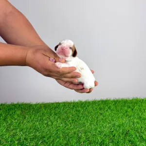 Кавалер кинг-чарльз-спаниель - Biggi